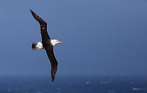 Black-browed Albatross (Thalassarche melanophris) flying, West Point Island, Falkland Islands, October