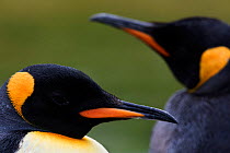 King penguins (Aptenodytes patagonicus), Volunteer Point, East Falkland, Falkland Islands, October