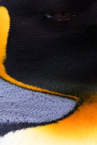 King penguin (Aptenodytes patagonicus) detail of eye and feathers, Volunteer Point, East Falkland, Falkland Islands, October
