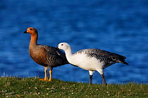 Upland goose (Chloephaga picta) pair, Darwin, East Falkland, Falkland Islands, October
