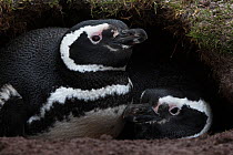 Magellanic penguin (Spheniscus magellanicus) pair inside burrow, Volunteer Point, East Falkland, Falkland Islands, October