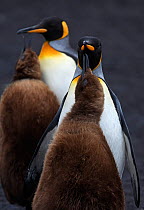 King penguin (Aptenodytes patagonicus) chicks begging for food, Volunteer Point, East Falkland, Falkland Islands, October