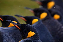 King penguins (Aptenodytes patagonicus) in colony, Volunteer Point, East Falkland, Falkland Islands, October