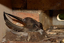 Common swift chick (Apus apus) almost fully grown preening its wing as it rests on the nest cup in a nest box, Cambridge, UK, August.