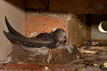 Common swift chick (Apus apus) almost fully grown scratching its head with a foot as it rests on the nest cup in a nest box, Cambridge, UK, August.