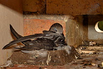 Common swift chick (Apus apus) almost fully grown preening as it rests on the nest cup in a nest box, Cambridge, UK, August.