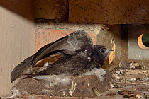 Common swift chick (Apus apus) almost fully grown stretching its wings and flapping them as it sits on the nest cup in a nest box a few days before fledging, Cambridge, UK, August.