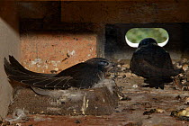 Common swift chick (Apus apus) almost fully grown resting in the nest cup as a parent prepares to leave a nest box after feeding the chick, Cambridge, UK, August.