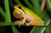Eastern Dwarf Tree Frog (Litoria fallax), Werrikimbe National Park, Gondwana Rainforest UNESCO Natural World Heritage Site, New South Wales, Australia.