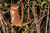 Rufous Ringtail Possum (Pseudocheirus peregrinus subsp. pulcher), Werrikimbe National Park, Gondwana Rainforest UNESCO World Hertiage Site, New South Wales, Australia.