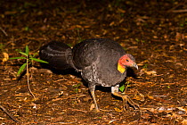 Brush Turkey (Alectura lathami), Nightcap National Park, Gondwana Rainforest UNESCO Natural World Heritage Site, New South Wales, Australia.