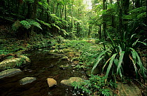 Subtropical rainforest with Brindle Creek, Border Ranges National Park, Gondwana Rainforest UNESCO Natural World Heritage Site, New South Wales, Australia.
