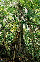 Giant lianas hanging from rainforest tree, Subtropical rainforest, Border Ranges National Park, Gondwana Rainforest UNESCO Natural World Heritage Site, New South Wales, Australia.