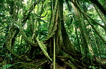 Giant lianas hanging from rainforest tree, Subtropical rainforest, Border Ranges National Park, Gondwana Rainforest UNESCO Natural World Heritage Site, New South Wales, Australia.