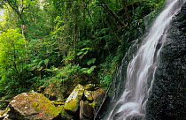 Subtropical rainforest with waterfalls at Brindle Creek, Border Ranges National Park, Gondwana Rainforest UNESCO Natural World Heritage Site, New South Wales, Australia.
