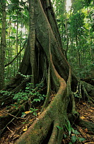 Subtropical rainforest dominant tree, Border Ranges National Park, Gondwana Rainforest UNESCO Natural World Heritage Site, New South Wales, Australia.