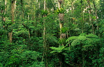 Subtropical rainforest with tree fern understorey, Border Ranges National Park, Gondwana Rainforest UNESCO Natural World Heritage Site, New South Wales, Australia.