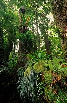 Subtropical rainforest, Border Ranges National Park, Gondwana Rainforest UNESCO Natural World Heritage Site, New South Wales, Australia.