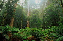 Subtropical rainforest, New England National Park, Gondwana Rainforest UNESCO Natural World Heritage Site, New South Wales, Australia.
