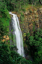 Moran falls and subtropical rainforest, Lamington National Park, Gondwana Rainforest UNESCO Natural World Heritage Site, Australia.