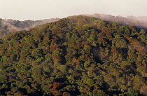 Subtropical rainforest seen from Bithongabel Lookout, Lamington National Park, Gondwana Rainforest UNESCO Natural World Heritage Site, Queensland, Australia.