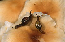 Rainforest Snail (Helicarion freycineti) feeding on fungi, Barrington Tops National Park, Gondwana Rainforest UNESCO World Hertiage Site, New South Wales, Australia.