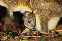 Red-necked Pademelon (Thylogale thetis) joey in pouch, Barrington Tops National Park, Gondwana Rainforest UNESCO World Hertiage Site, New South Wales, Australia.