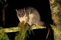 Short-eared Brushtail Possum (Trichosurus caninus) feeding, Barrington Tops National Park, Gondwana Rainforest UNESCO World Hertiage Site, New South Wales, Australia.