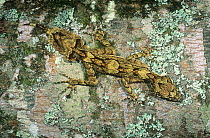 Southern Leaf-tailed Gecko (Saltuarius swaini), Border Range National Park, Gondwana Rainforest UNESCO World Hertiage Site, New South Wales, Australia.