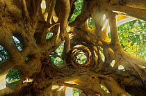 View from inside of Strangler fig (Ficus watkinsiana), Lamington National Park, Gondwana Rainforest UNESCO Natural World Heritage Site, Queensland, Australia.