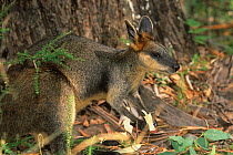 Swamp Wallaby (Wallabia bicolor), Gibraltar Range National Park, Gondwana Rainforest UNESCO World Hertiage Site, New South Wales, Australia.