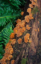 Banded leather fungi (Stereum fasciatum), New England National Park, Gondwana Rainforest UNESCO Natural World Heritage Site, New South Wales, Australia.