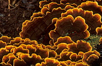 Banded leather Fungi (Stereum fasciatum), New England National Park, Gondwana Rainforest UNESCO Natural World Heritage Site, New South Wales, Australia. Small repro only