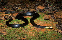Black bellied swamp snake (Hemiaspis signata), Washpool National Park, Gondwana Rainforest UNESCO Natural World Heritage Site, New South Wales, Australia.