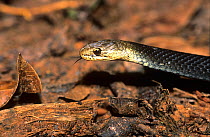 Black bellied Swamp Snake (Hemiaspis signata), Washpool National Park, Gondwana Rainforest UNESCO Natural World Heritage Site, New South Wales, Australia.