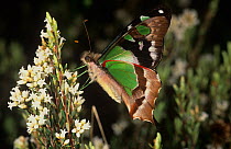 Macleay's Swallowtail Butterfly (Graphium macleayanum), Gibraltar Range National Park, Gondwana Rainforest UNESCO World Hertiage Site, New South Wales, Australia.