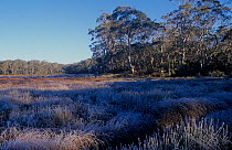 Bog covered in morning frost with Snow Gums at the top of the plateau, Barrington Tops National Park, Gondwana Rainforest UNESCO Natural World Heritage Site, New South Wales, Australia.