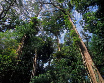 Subtropical rainforest, Barrington Tops National Park, Gondwana Rainforest UNESCO Natural World Heritage Site, New South Wales, Australia.