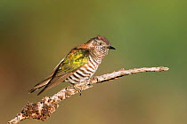 Golden bronze cuckoo (Chrysococcyx lucidus), Thirlmere Lakes National Park, Greater Blue Mountains World Heritage Area, New South Wales, Australia.