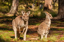 Eastern Grey Kangaroo (Macropus giganteus), Kanangra-Boyd National Park, Greater Blue Mountains UNESCO Natural World Heritage Site, New South Wales.