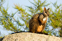 Brush-tailed Rock-wallaby (Petrogale penicillata), Yengo National Park, Greater Blue Mountains UNESCO Natural World Heritage Site, New South Wales.