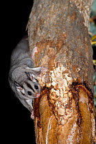Squirrel Glider (Petaurus norfolcensis), Blue Mountains National Park, Greater Blue Mountains UNESCO Natural World Heritage Site, New South Wales.