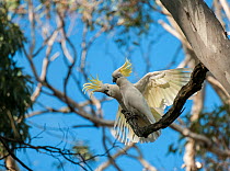 Sulphur-creasted cockatoo (Cacatua galerita) pair, one displaying to another, Wollemi National Park, Greater Blue Mountains UNESCO Natural World Heritage Site, New South Wales.