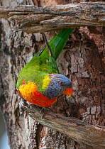 Rainbow Lorikeet (Trichoglossus haematodus), Thirlmere Lakes National Park, Greater Blue Mountains UNESCO Natural World Heritage Site, New South Wales.