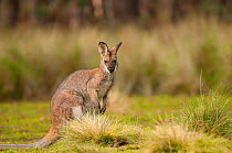 Red-necked Wallaby (Macropus rufogriseus), Yengo National Park, Greater Blue Mountains UNESCO Natural World Heritage Site, New South Wales.