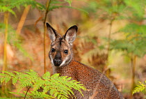 Red-necked Wallaby (Macropus rufogriseus), Yengo National Park, Greater Blue Mountains UNESCO Natural World Heritage Site, New South Wales.