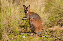 Red-necked Wallaby (Macropus rufogriseus), Wollemi National Park, Greater Blue Mountains UNESCO Natural World Heritage Site, New South Wales.