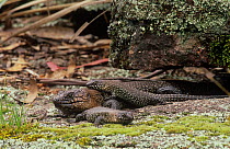 Cunningham's Skink (Egernia cunninghami), Kanangra-Boyd National Park, Greater Blue Mountains UNESCO Natural World Heritage Site, New South Wales.