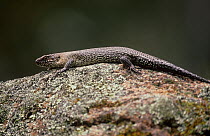 Cunningham's Skink (Egernia cunninghami), Kanangra-Boyd National Park, Greater Blue Mountains UNESCO Natural World Heritage Site, New South Wales.