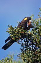 Yellow-tailed Black Cockatoo (Calyptorhynchus funereus) feeding, Thirlmere Lakes National Park, Greater Blue Mountains UNESCO Natural World Heritage Site, New South Wales.